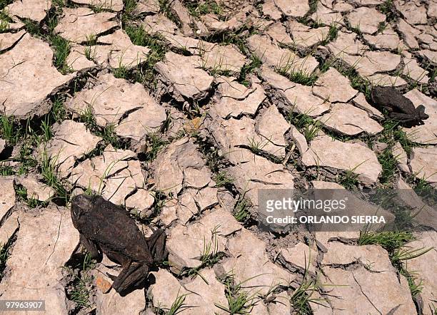 Dead frogs lie on the dried bed of the Los Laureles reservoir, in western Tegucigalpa on March 22, 2010. The mayoralty of the Central District,...