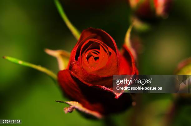 bouton de rose - sophie rose stockfoto's en -beelden