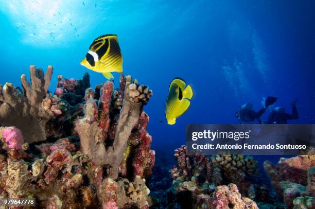 rangiroa's reef - raccoon butterflyfish stock pictures, royalty-free photos & images