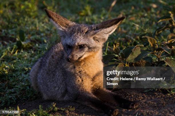 bat-eared fox (otocyon megalotis) sitting, ndutu, tanzania - bat eared fox stock pictures, royalty-free photos & images