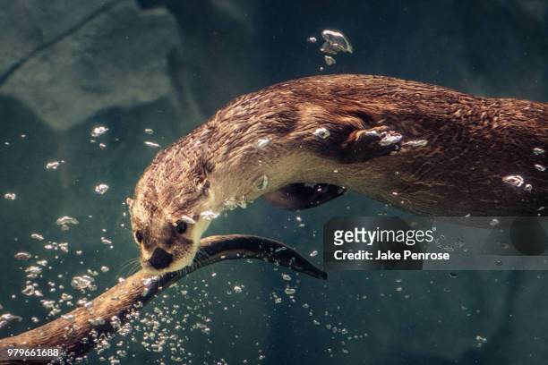 otter (lutrinae) swimming and looking at camera - the penrose stock pictures, royalty-free photos & images