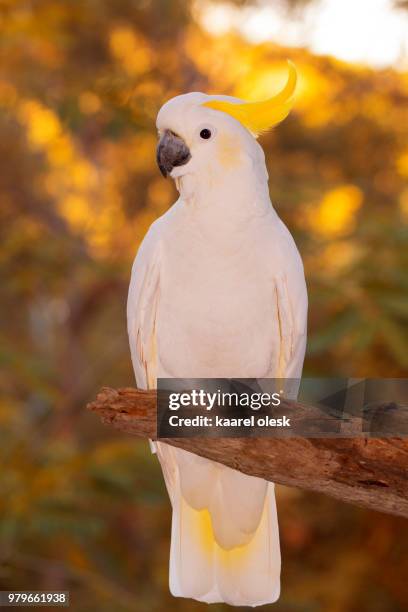 sulphur-crested cockatoo (cacatua galerita) on branch, australia - cacatua bird stock pictures, royalty-free photos & images