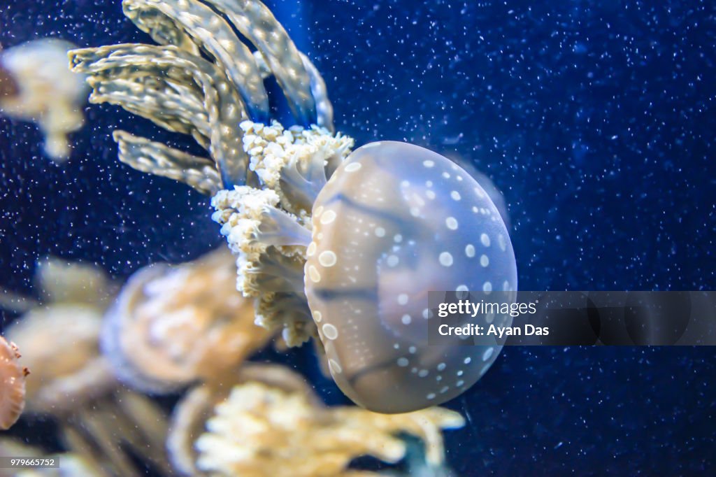 Jellyfish underwater, Singapore