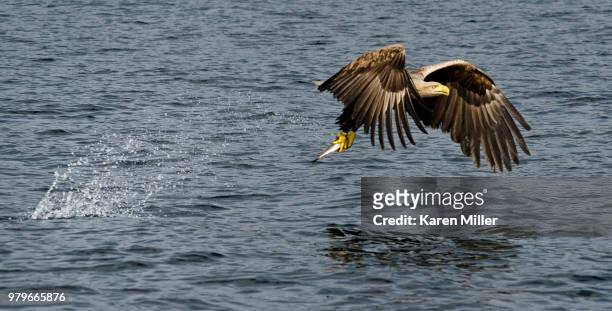 white tailed eagle - karen miller stock pictures, royalty-free photos & images