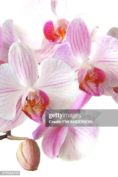 orchid in high key - moth orchid ストックフォトと画像