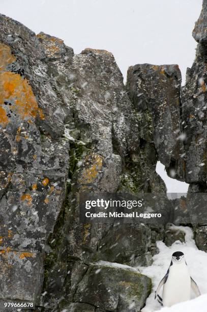 chinstrap penguin half moon island - half moon island stock pictures, royalty-free photos & images