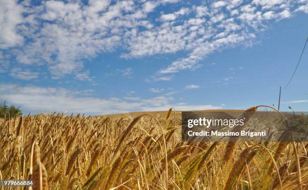 la collina delle spighe - collina stock pictures, royalty-free photos & images