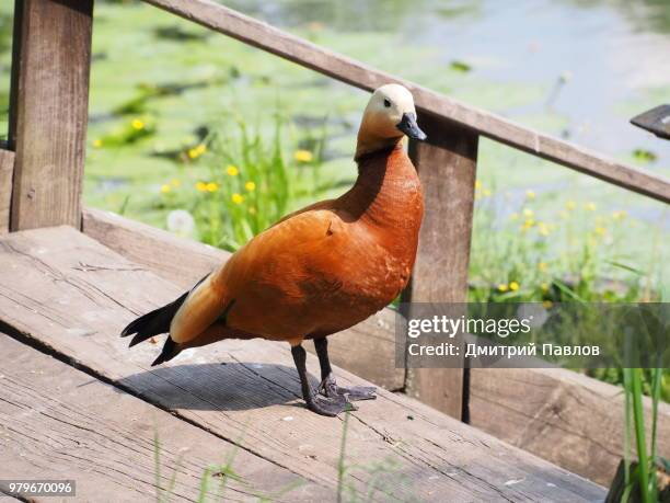 photo by: дмитрий павлов - ruddy shelduck stock pictures, royalty-free photos & images