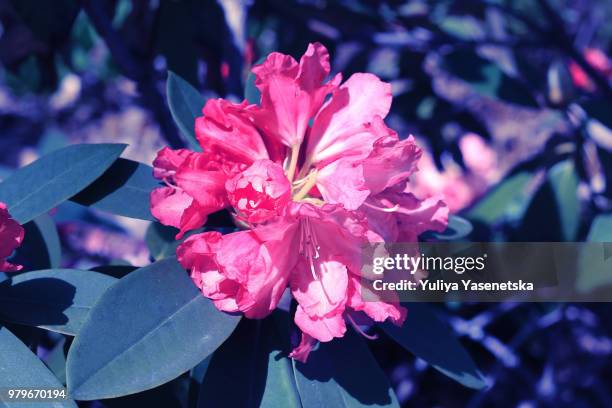 Azali (Film) StockFotos und Bilder Getty Images