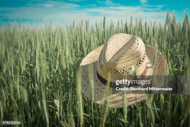 straw hat with white flower on green wheat (triticum spp.), australia - spp stock pictures, royalty-free photos & images