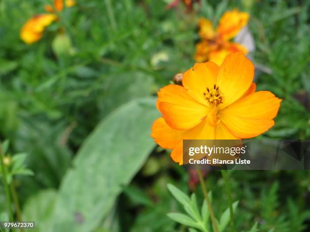 flor resplandeciente - resplandeciente stock pictures, royalty-free photos & images