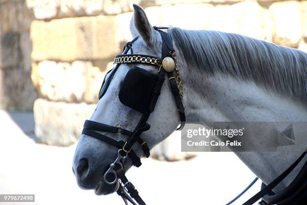 cavalo de carruagem - cavalo stock-fotos und bilder