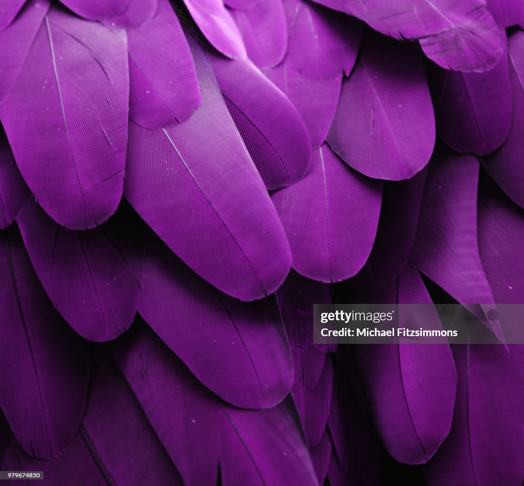Purple Feathers