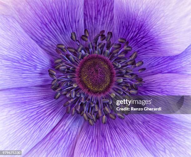 shades of purple - renzo gherardi foto e immagini stock