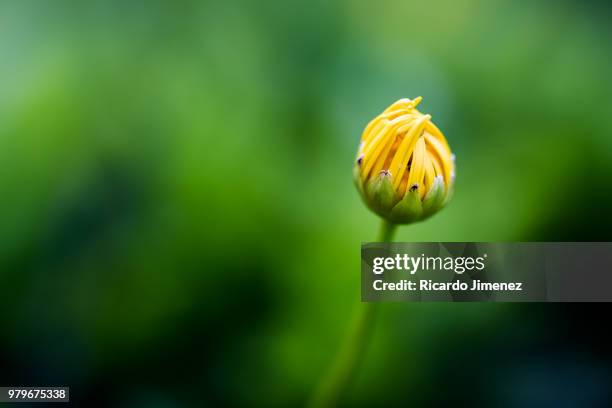bud of yellow flower in close-up - bouton de fleur photos et images de collection
