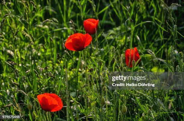 sommer in der natur - natuur stock pictures, royalty-free photos & images