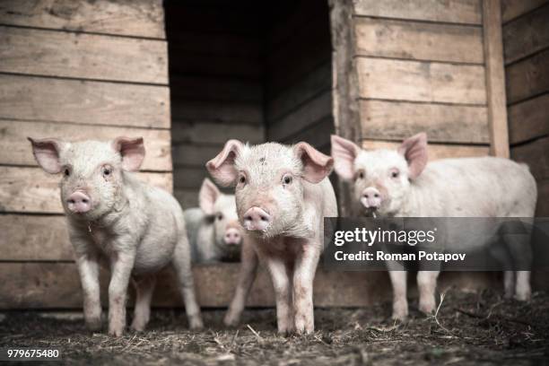four domestic piglets (sus scrofa domesticus) looking at camera - ferkel stock-fotos und bilder