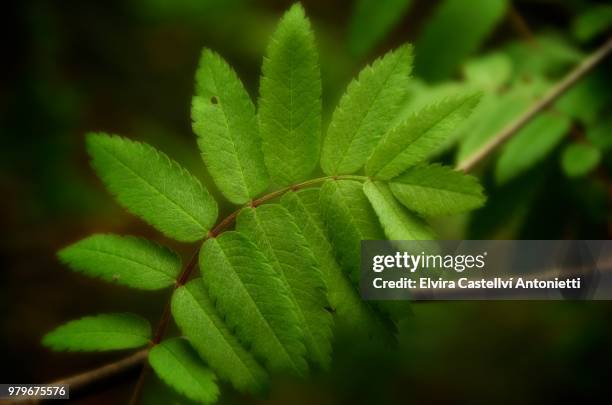 close-up view of green plant, irati, state of parana, brazil - parana state bildbanksfoton och bilder