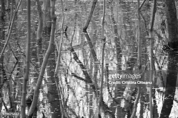 Realm Inages 419 Woodland Realm Stock Photos, High-Res Pictures, and Images - Getty ...