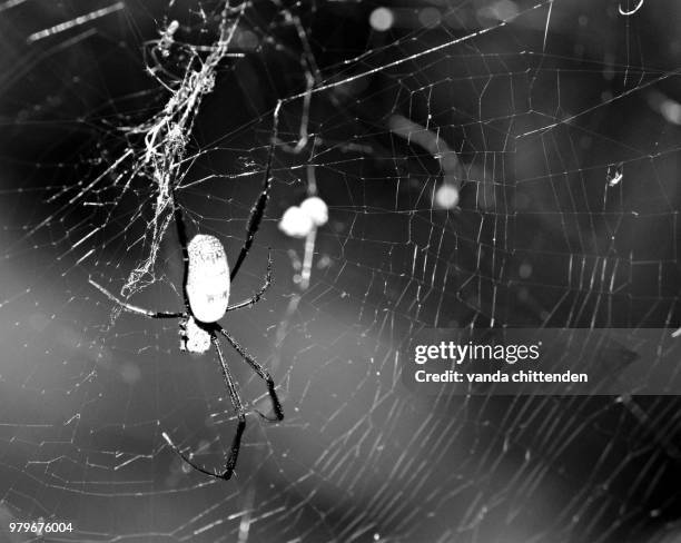 Exploding Spider Web 115 Spider Spinning A Web Stock Photos, High-Res Pictures, and Images ...