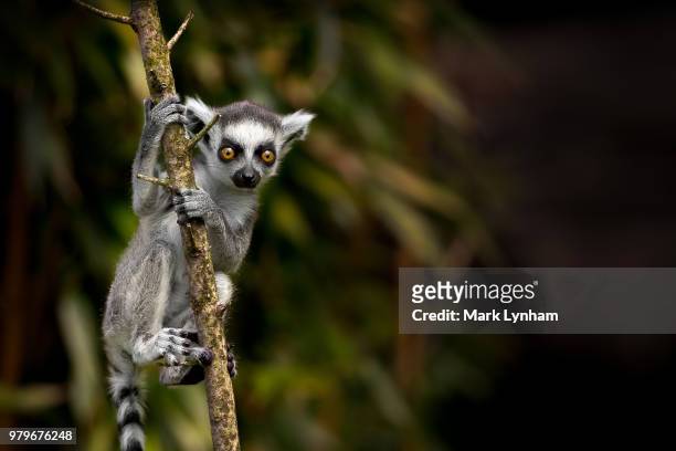 young ring-tailed lemur (lemur catta) climbing tree against sparse blurry background, madagascar - lemur stock-fotos und bilder