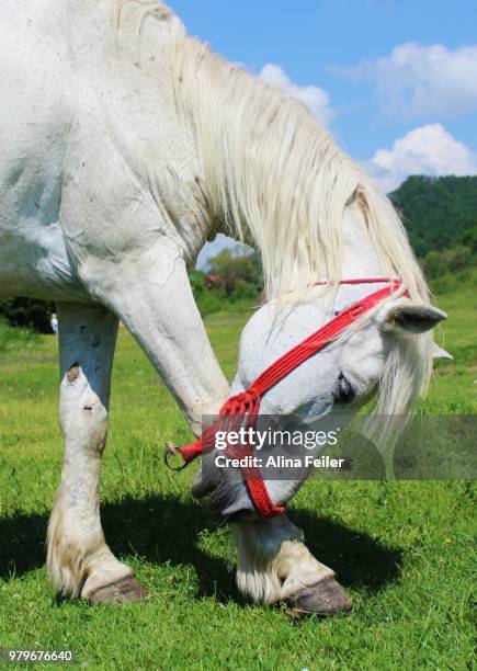 take a bow 2 - shire stallion stock pictures, royalty-free photos & images