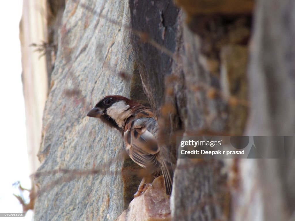 Sparrow
