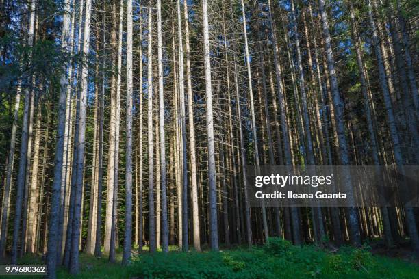 light and shadows on forest - ileana stock pictures, royalty-free photos & images