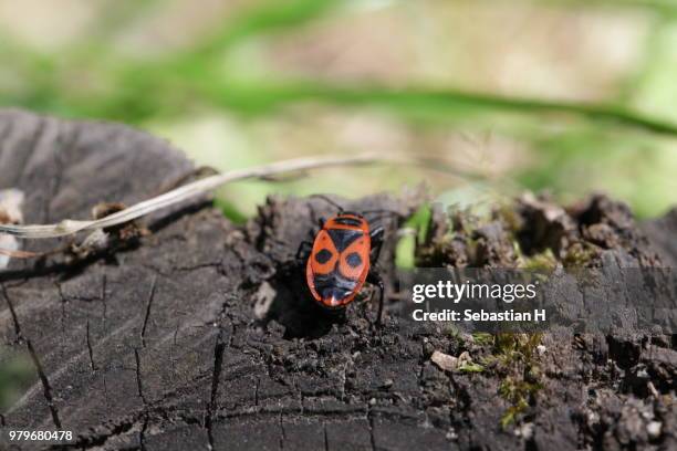 180 Firebug Insect Stock Photos, High-Res Pictures, and Images - Getty ...