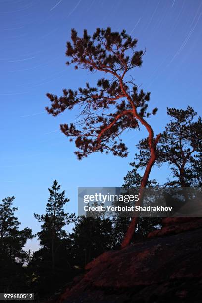 red pine - red pine stock pictures, royalty-free photos & images