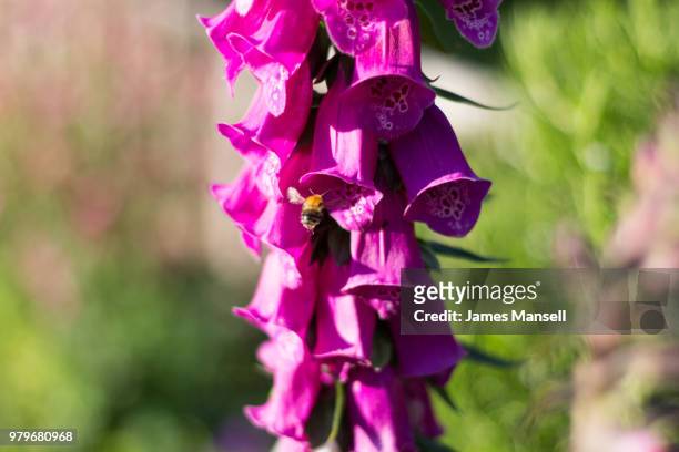 the bee and the fox glove - mansell 個照片及圖片檔
