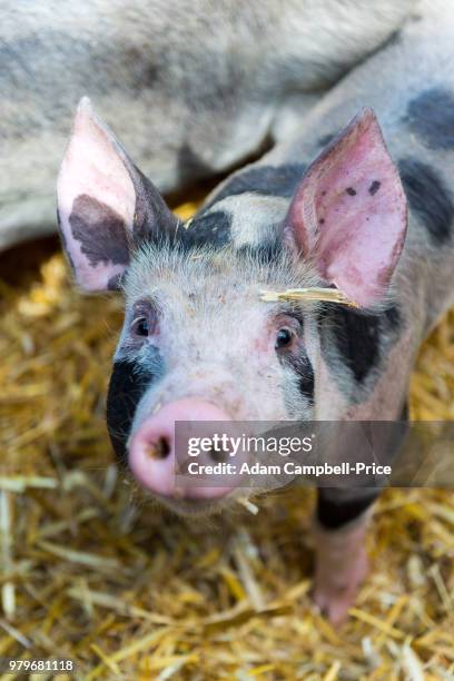 high angle view shot of pig looking at camera - adam campbell stock pictures, royalty-free photos & images