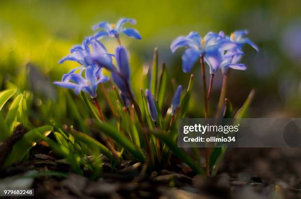 54 Flowr Stock Photos, High-Res Pictures, and Images - Getty Images
