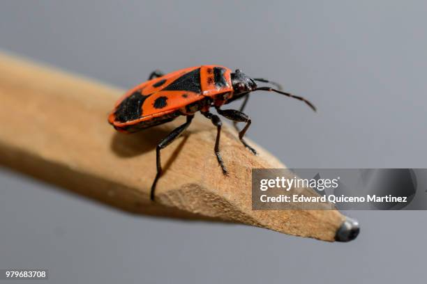 Tip Insect 90 Pencil Tip Macro Stock Photos, High-Res Pictures, and Images - Getty ...