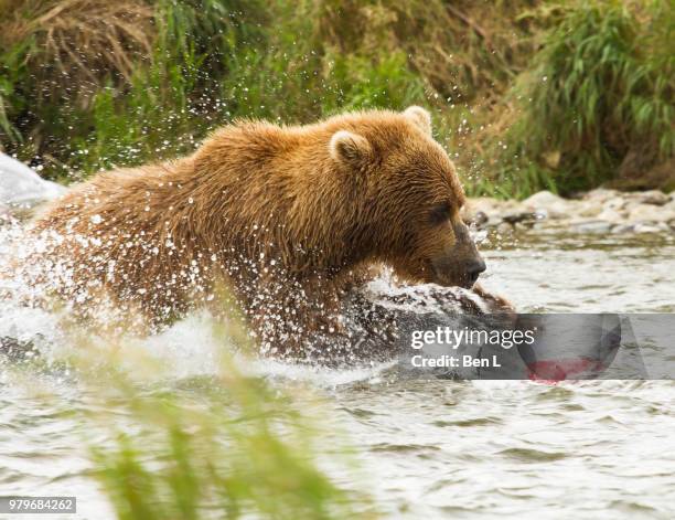 brar hunting in water, alaska, usa - bror stock pictures, royalty-free photos & images