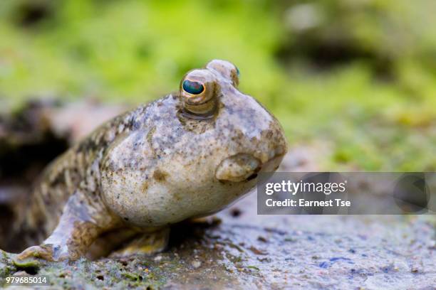 mudskipper on mud flat - mudskipper stock pictures, royalty-free photos & images