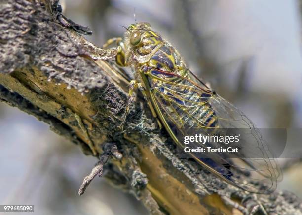 camouflaged cicada - camouflaged cat ストックフォトと画像