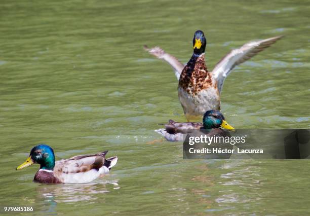 pato agitando las alas - alas stockfoto's en -beelden