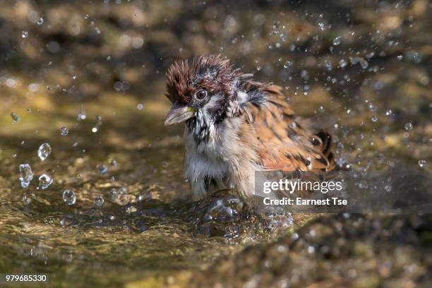 bathing eurasian tree sparrow - omnivorous stock pictures, royalty-free photos & images