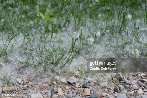 cottonwood tree seeds caught in grass - deb perry photos et images de collection