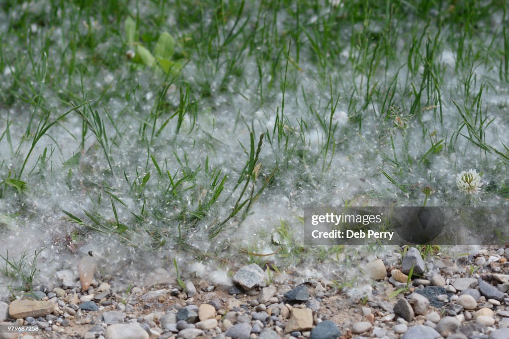 Cottonwood tree seeds caught in grass