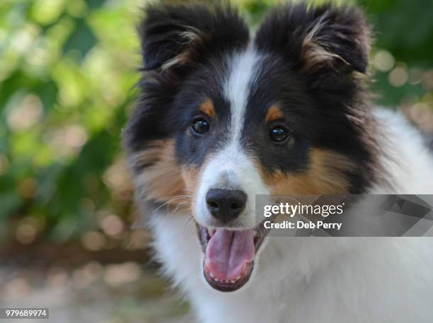 close up of a shetland sheepdog (sheltie) puppy - deb perry bildbanksfoton och bilder