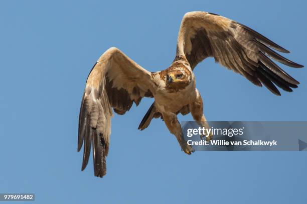 tawny eagle (aquila rapax) in flight - tawny bildbanksfoton och bilder