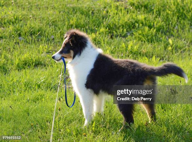 shetland sheepdog (sheltie) chewing on a leash - deb perry bildbanksfoton och bilder