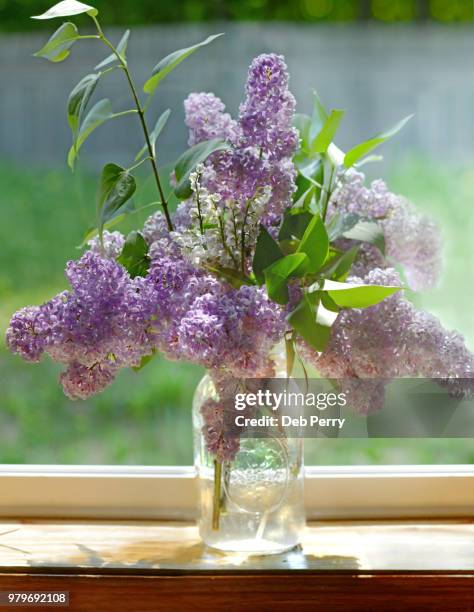 still life of a vase of lilacs - deb perry bildbanksfoton och bilder