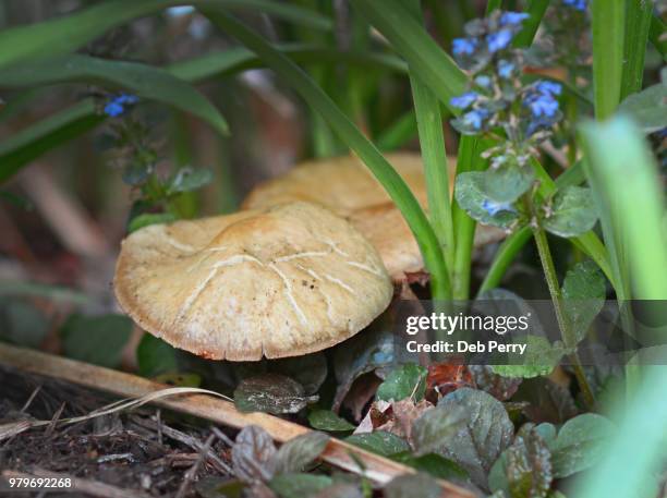 close up of toadstools growing in the woodland - deb perry bildbanksfoton och bilder