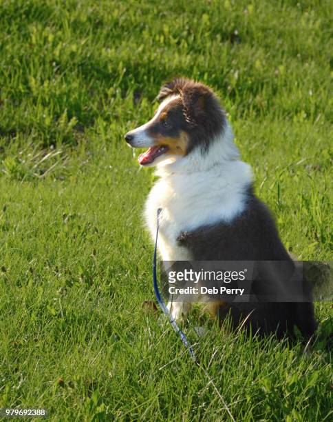 shetland sheepdog (sheltie) puppy sits pretty in the grass - deb perry bildbanksfoton och bilder