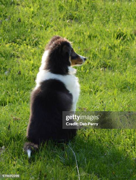 shetland sheepdog (sheltie) puppy sits pretty in the grass - deb perry photos et images de collection