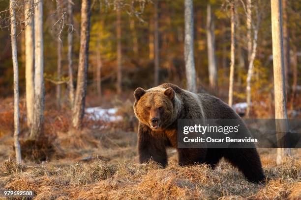 brown bear (ursus arctos), kuhmo, finland - taiga stock-fotos und bilder