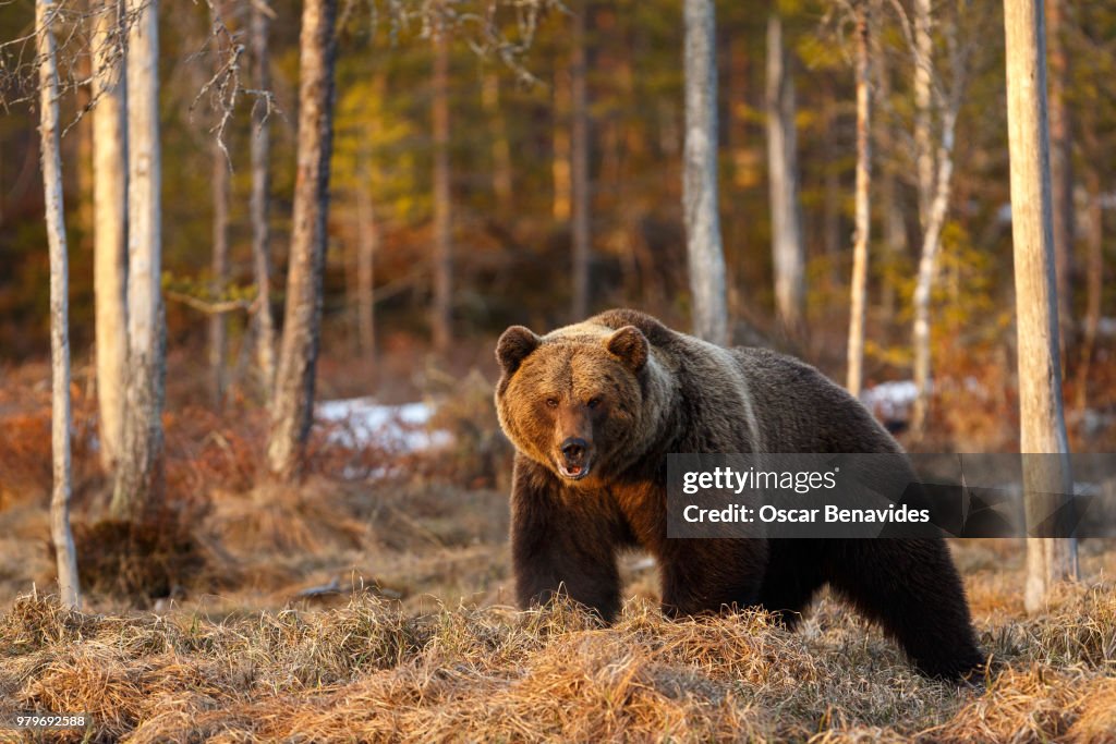Brown Bear (Ursus arctos), Kuhmo, Finland
